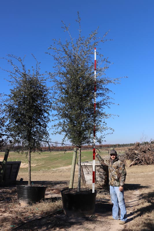 Athens Tree Farm Tree Gallery