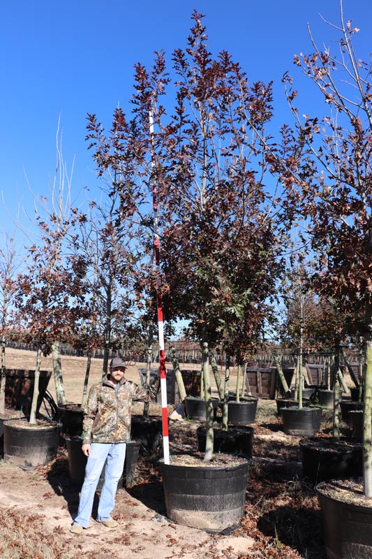 Athens Tree Farm | Tree Gallery