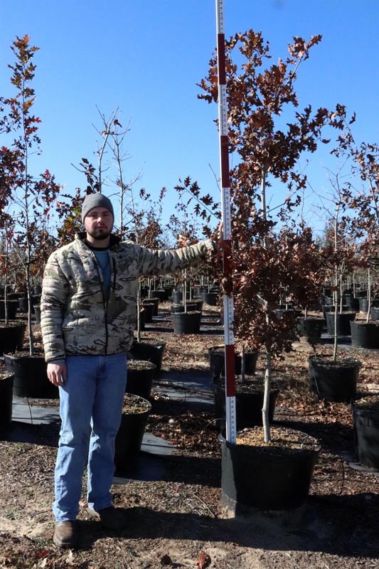 Athens Tree Farm Tree Gallery