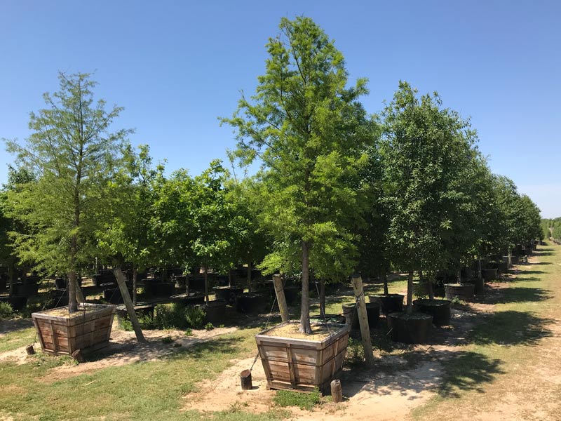 Athens Tree Farm Trees For Sale In North East Texas