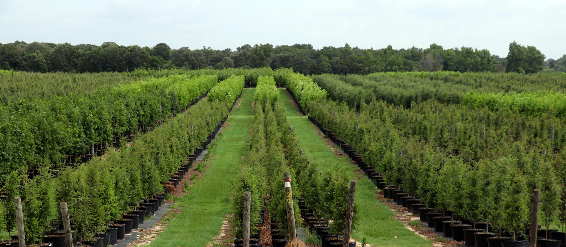 Athens Tree Farm Trees For Sale in North East Texas
