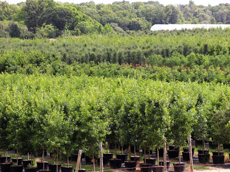 Athens Tree Farm Trees For Sale in North East Texas